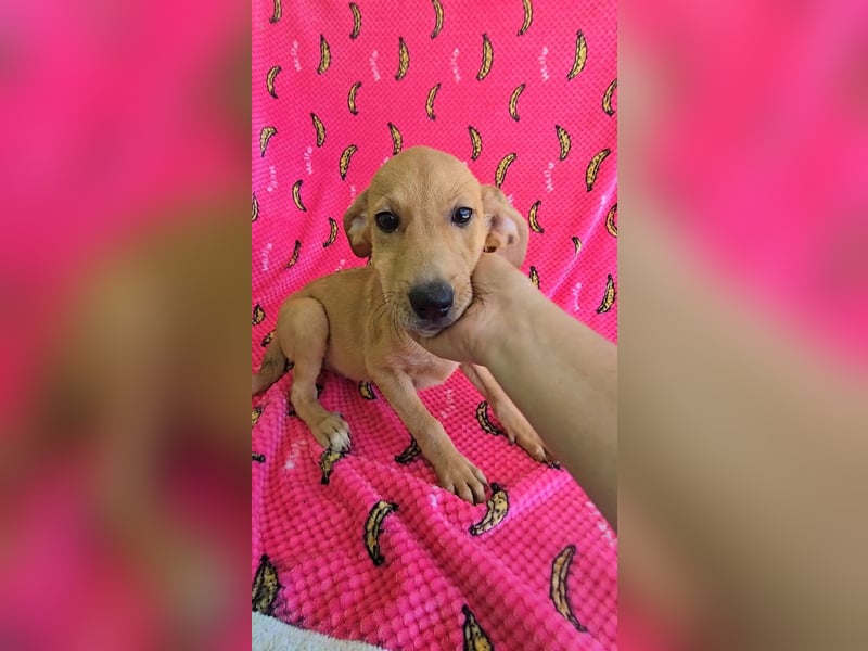 Juna - befindet sich in einer Pflegestelle in 76593 Gernsbach