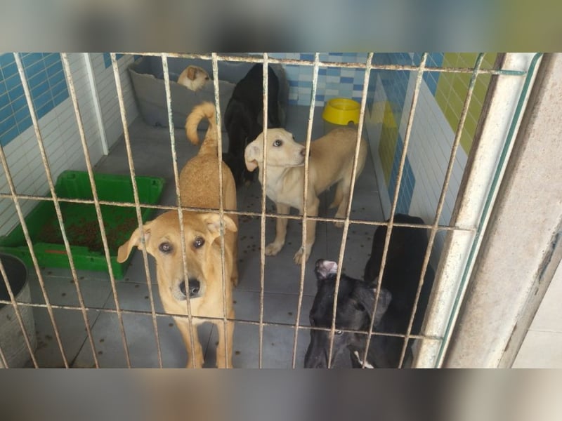 Juna - befindet sich auf einer Pflegestelle in Tierschutzverein-ARCA e.V.