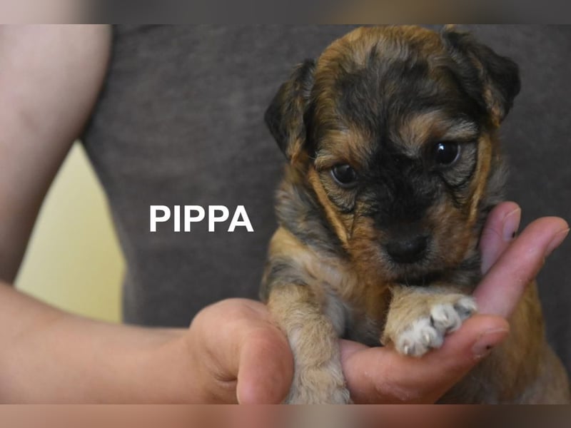 Filou, Pippa, Jenny, Bobby und Flora