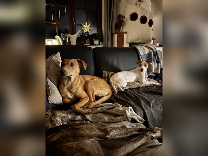 Juna - befindet sich in einer Pflegestelle in 76593 Gernsbach