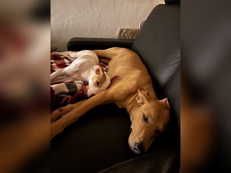 Juna - befindet sich auf einer Pflegestelle in Tierschutzverein-ARCA e.V.