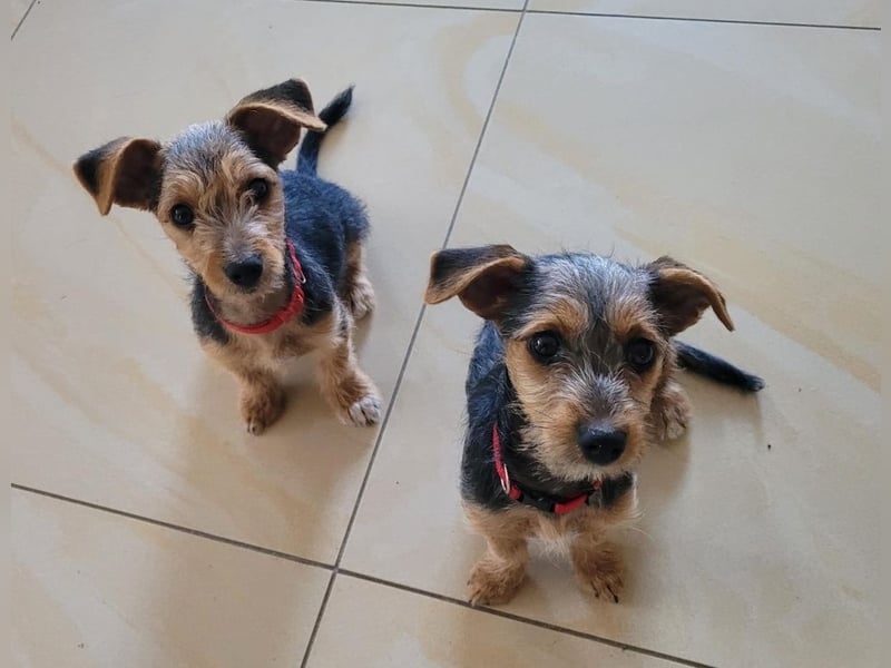 Bobby und Flora - befinden sich auf einer Pflegestelle in 55765 Birkenfeld