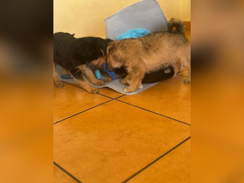 Filou, Pippa, Jenny, Bobby und Flora
