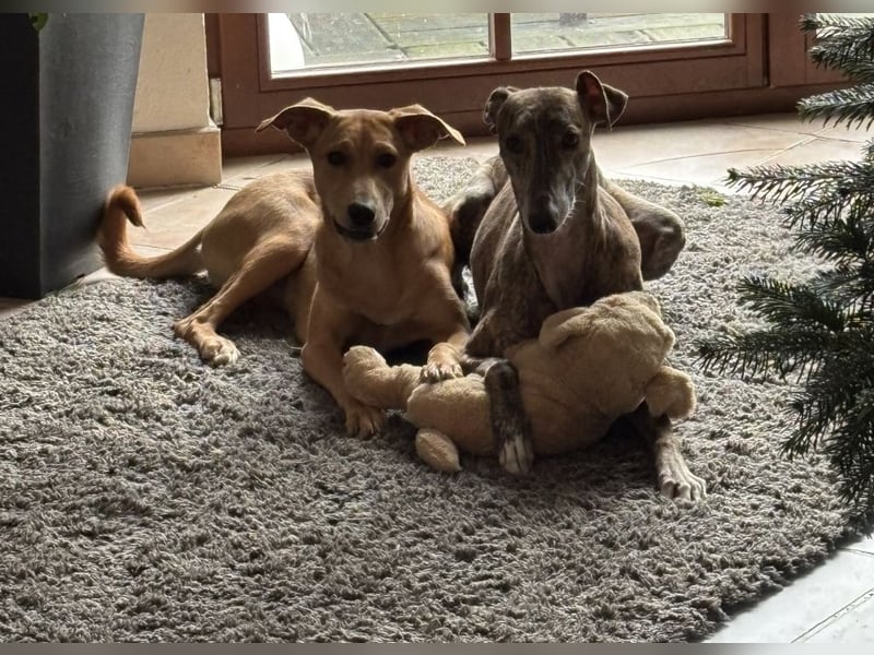 Juna - befindet sich in einer Pflegestelle in 76593 Gernsbach