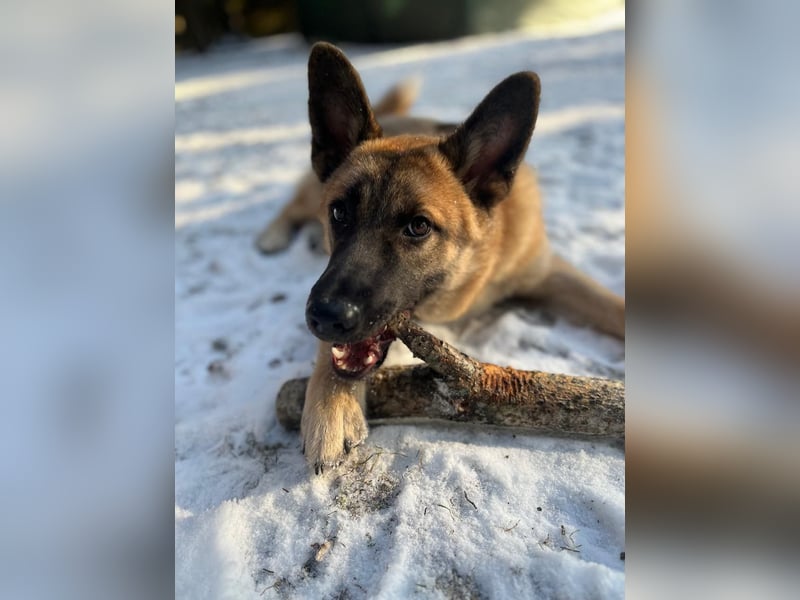 Lernwilliger, verspielter Junghund Klever❤️sucht Pflege- oder Endstelle