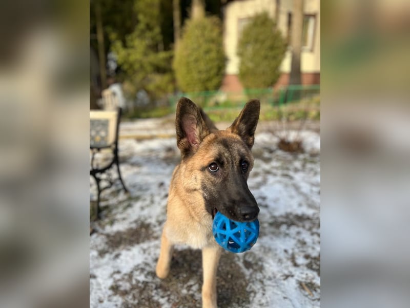 Lernwilliger, verspielter Junghund Klever❤️sucht Pflege- oder Endstelle