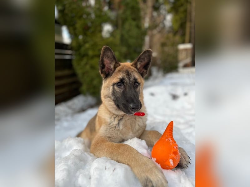 Lernwilliger, verspielter Junghund Klever❤️sucht Pflege- oder Endstelle