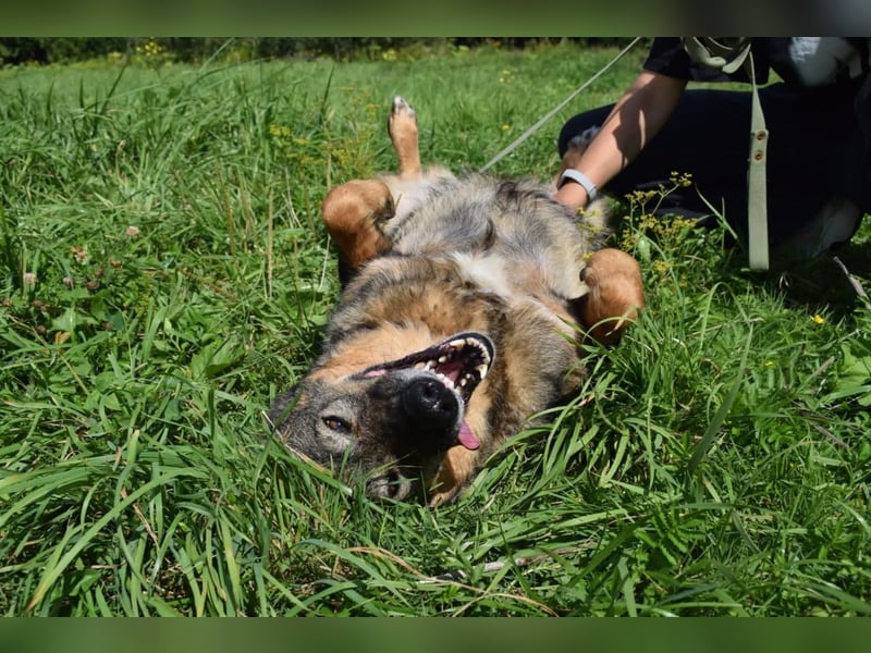 Liebevolle Hündin Taya❤️sucht Pflege- oder Endstelle