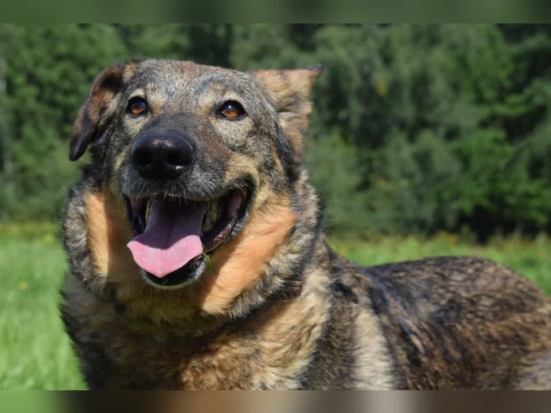 Liebevolle Hündin Taya❤️sucht Pflege- oder Endstelle