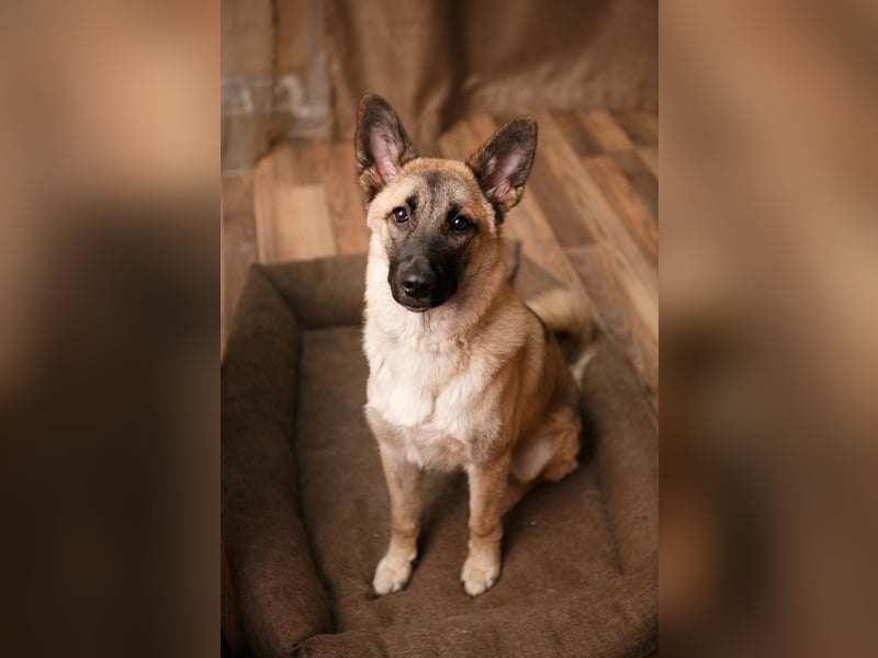 Lernwilliger, verspielter Junghund Klever❤️sucht Pflege- oder Endstelle