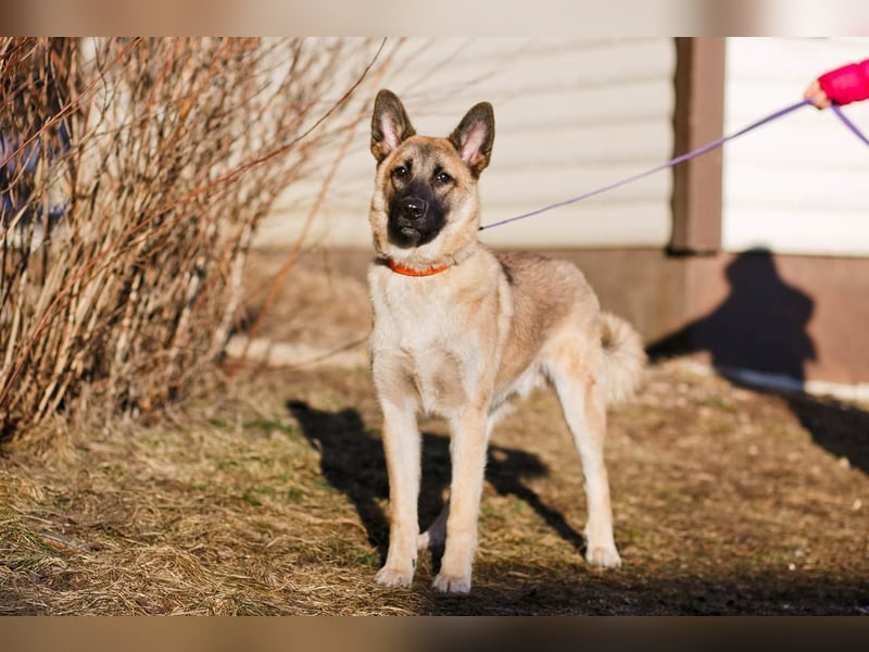 Lernwilliger, verspielter Junghund Klever❤️sucht Pflege- oder Endstelle