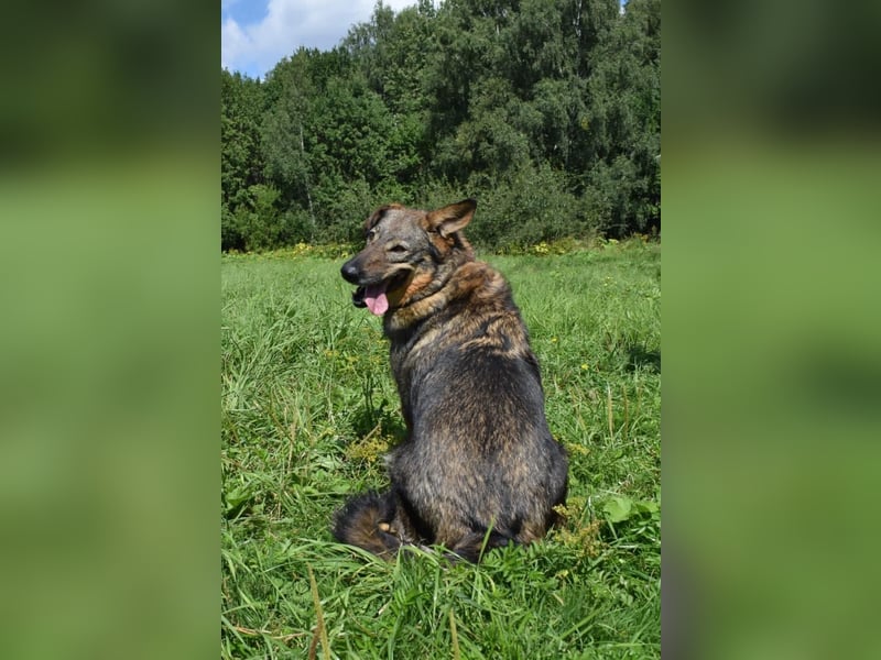 Liebevolle Hündin Taya❤️sucht Pflege- oder Endstelle
