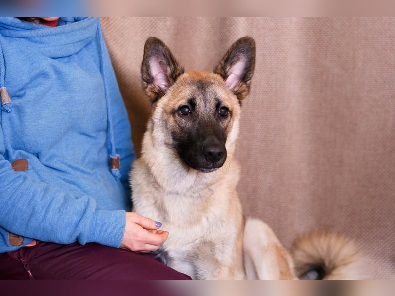 Lernwilliger, verspielter Junghund Klever❤️sucht Pflege- oder Endstelle