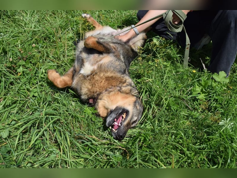 Liebevolle Hündin Taya❤️sucht Pflege- oder Endstelle