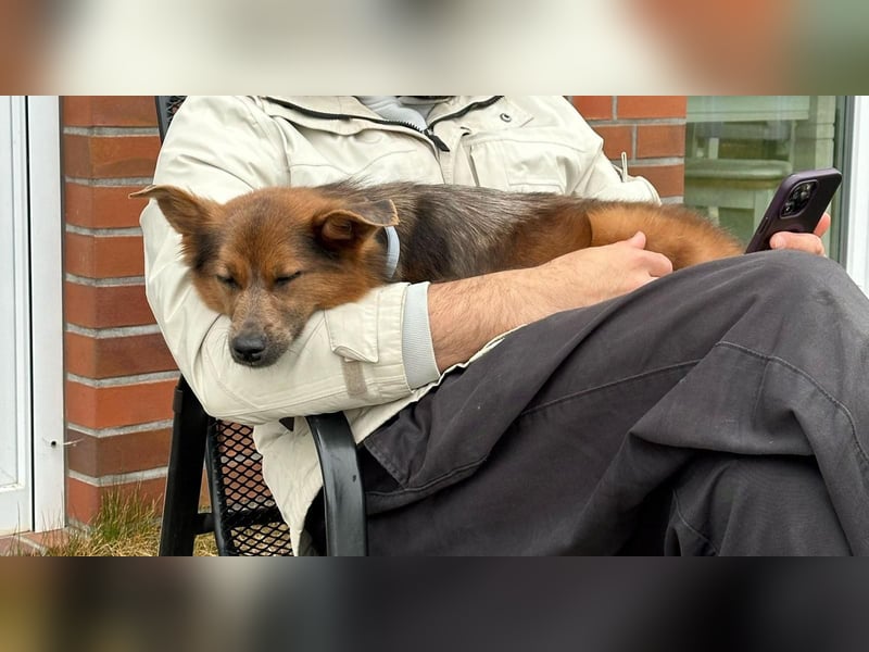 Verschmuste Tierheimhündin Zosya❤️in 19246 Zarrentin sucht Familie für Leben