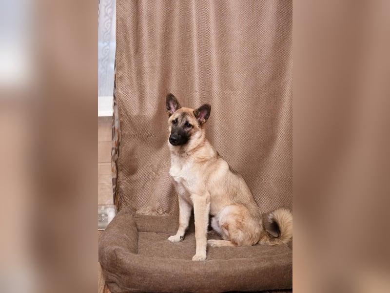 Lernwilliger, verspielter Junghund Klever❤️sucht Pflege- oder Endstelle