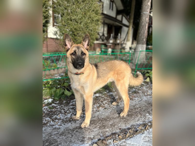 Lernwilliger, verspielter Junghund Klever❤️sucht Pflege- oder Endstelle