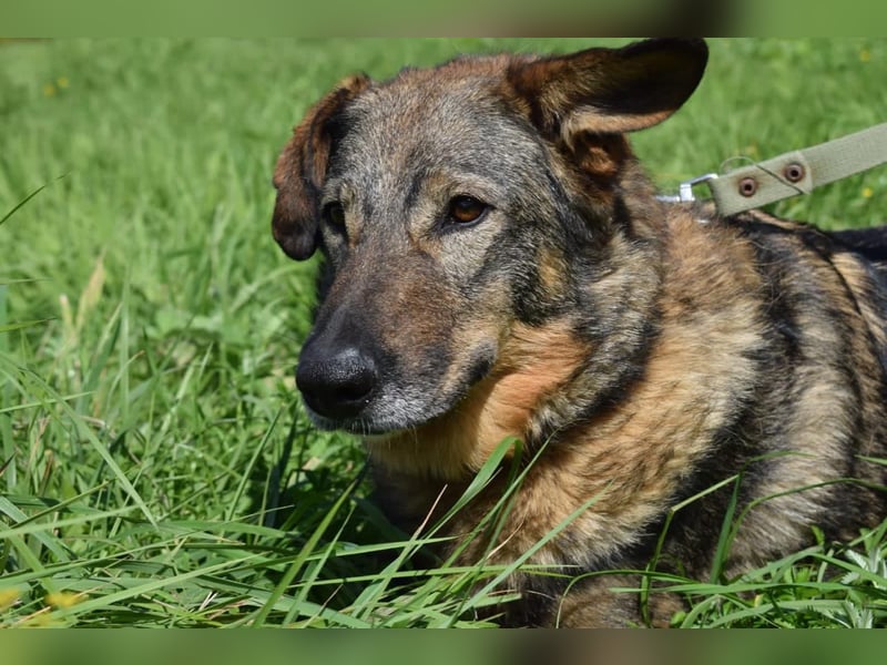Liebevolle Hündin Taya❤️sucht Pflege- oder Endstelle