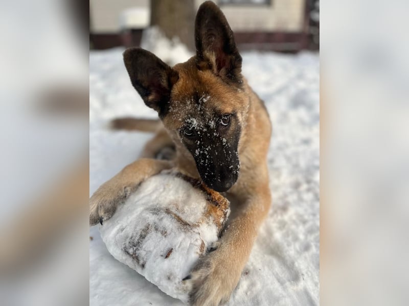 Lernwilliger, verspielter Junghund Klever❤️sucht Pflege- oder Endstelle