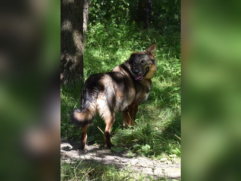 Liebevolle Hündin Taya❤️sucht Pflege- oder Endstelle