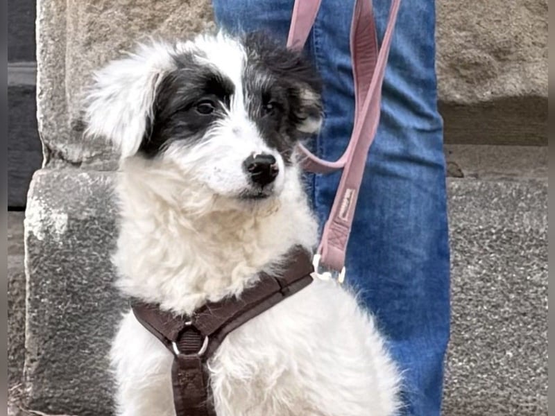 MATTI - aufgeweckter Junghund sucht seine Menschen