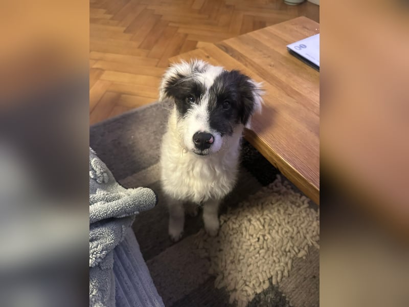 MATTI - zauberhafter Junghund sucht seine Menschen