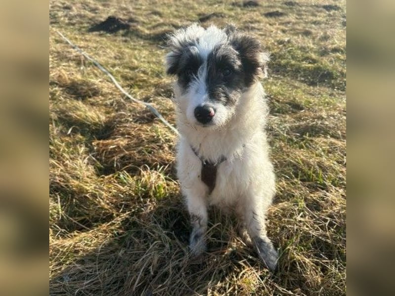 MATTI - zauberhafter Junghund sucht seine Menschen