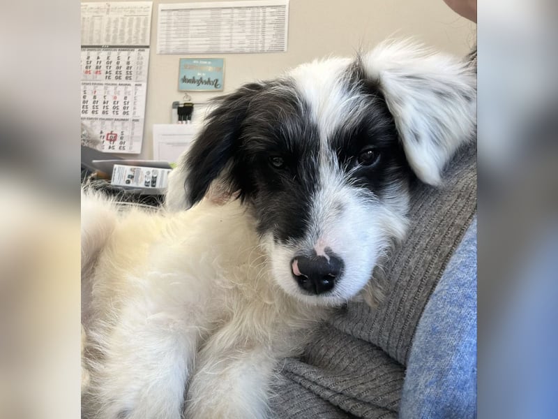 MATTI - zauberhafter Junghund sucht seine Menschen