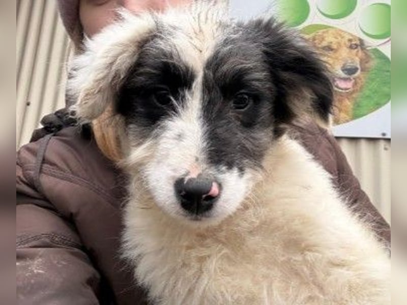 MATTI - zauberhafter Junghund sucht seine Menschen