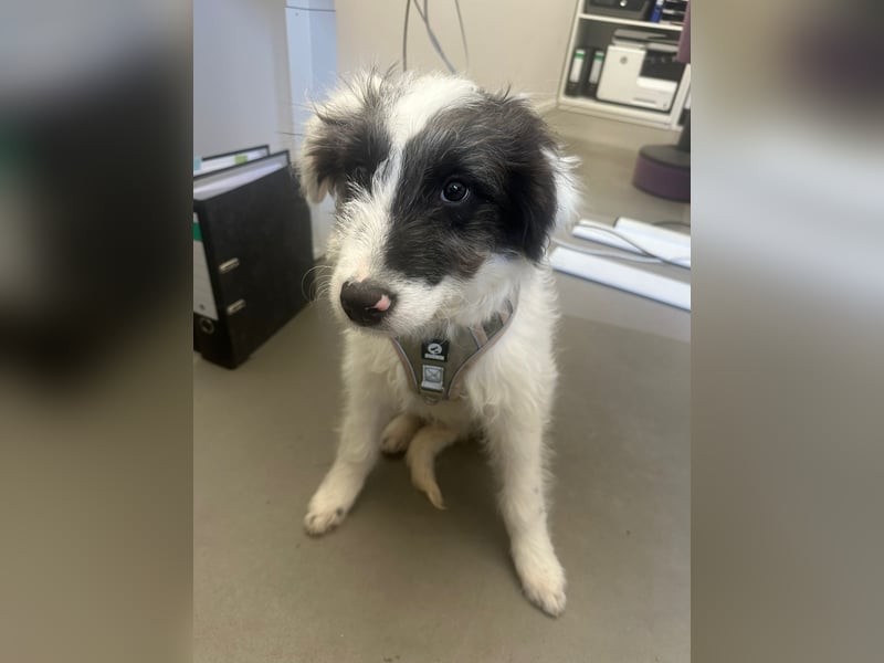 MATTI - zauberhafter Junghund sucht seine Menschen