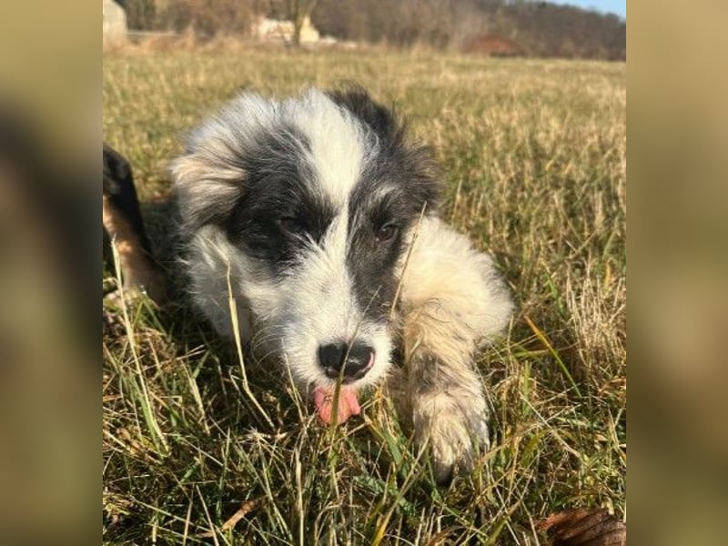 MATTI - zauberhafter Junghund sucht seine Menschen