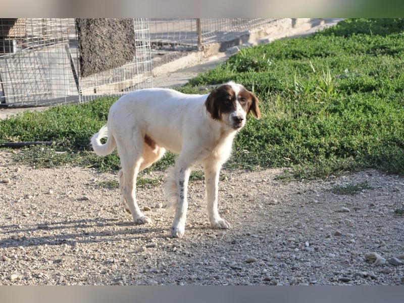 Baron, Mischlingsrüde 