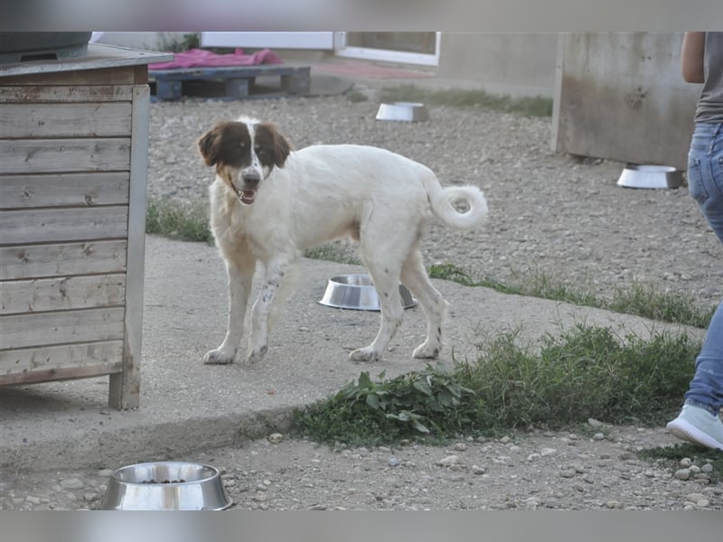 Baron, Mischlingsrüde 