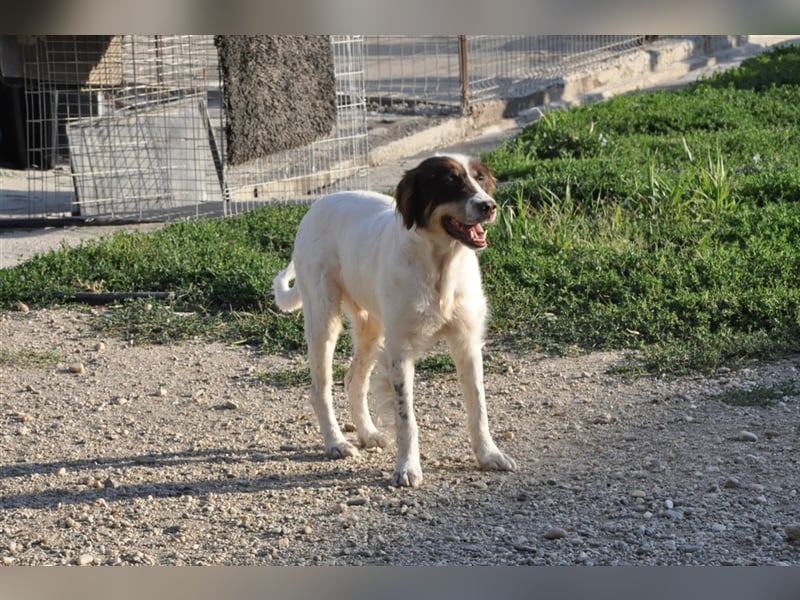 Baron, Mischlingsrüde 