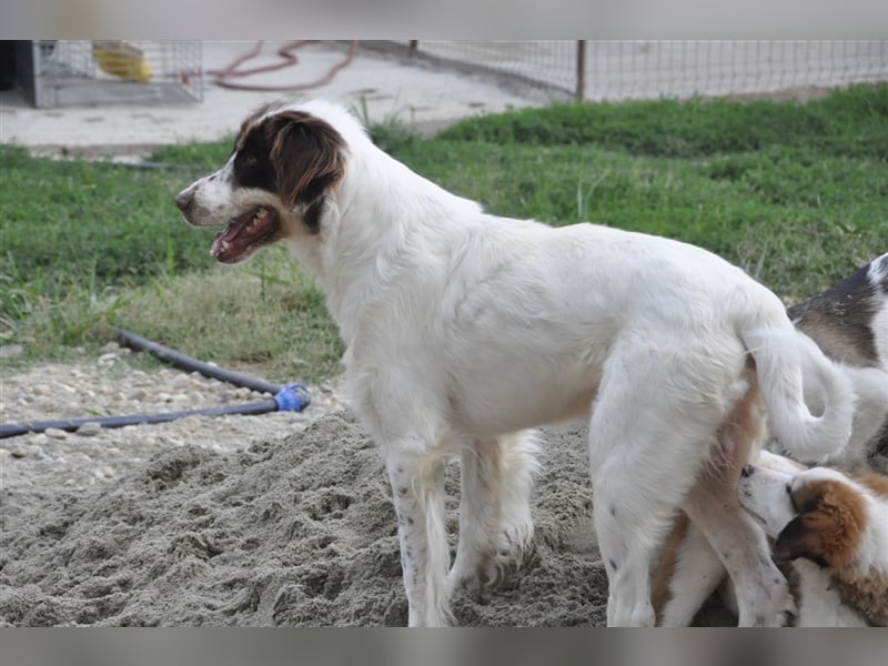 Baron, Mischlingsrüde 