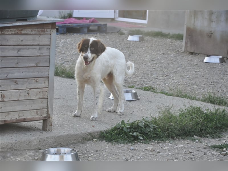 Baron, Mischlingsrüde 