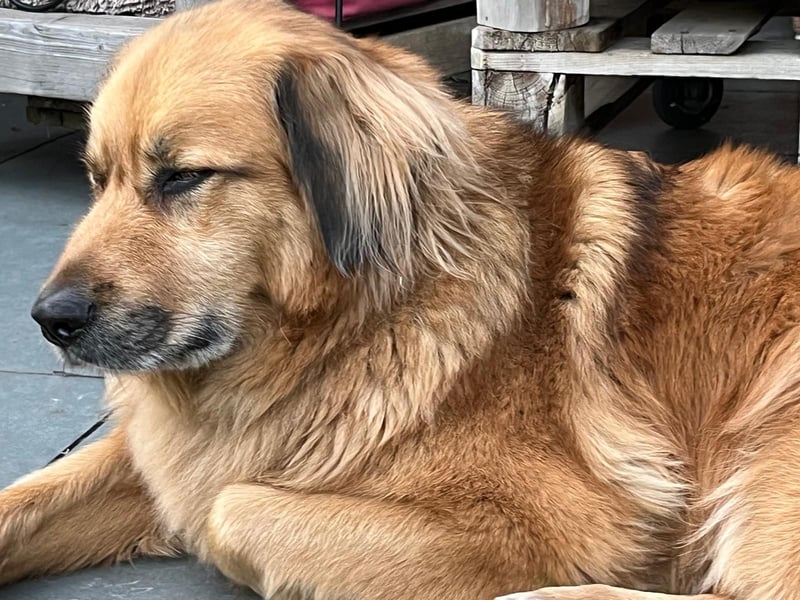 Bobby verliert zum zweiten Mal sein Zuhause. Zur Zeit in Köln!