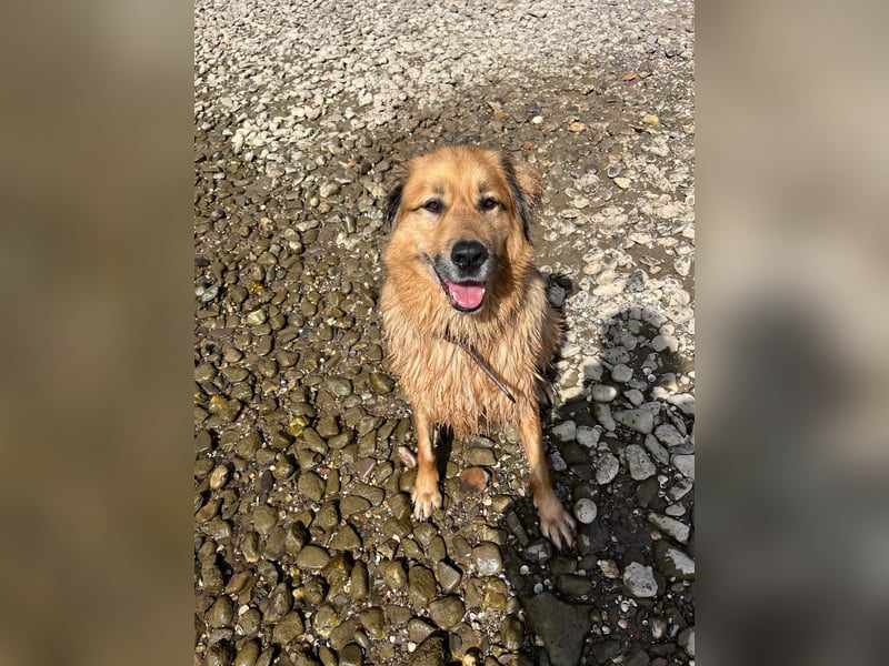 Bobby verliert zum zweiten Mal sein Zuhause. Zur Zeit in Köln!