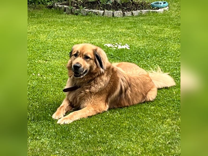 Bobby verliert zum zweiten Mal sein Zuhause. Zur Zeit in Köln!