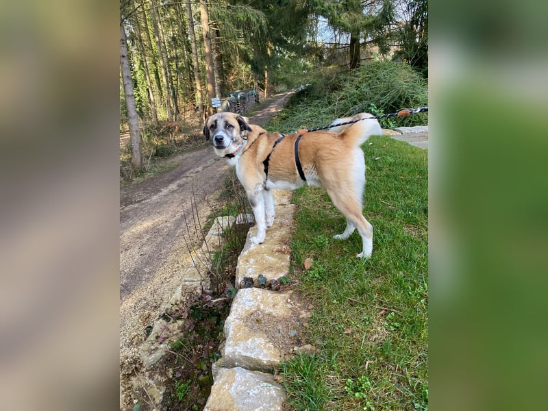 Anton – sanfter Riese sucht sein Zuhause