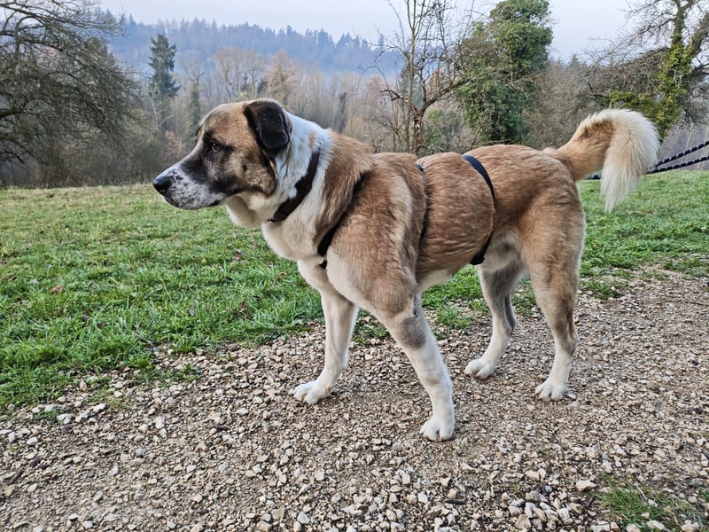 Anton – sanfter Riese sucht sein Zuhause
