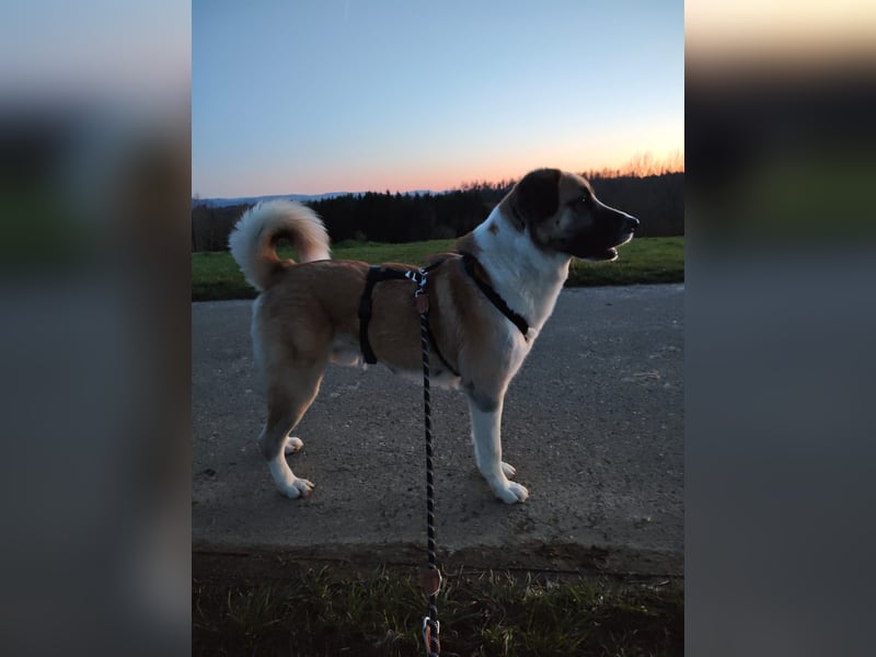 Anton – sanfter Riese sucht sein Zuhause