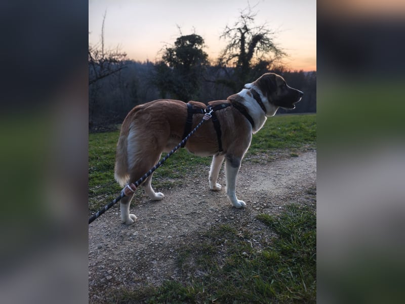 Anton – sanfter Riese sucht sein Zuhause