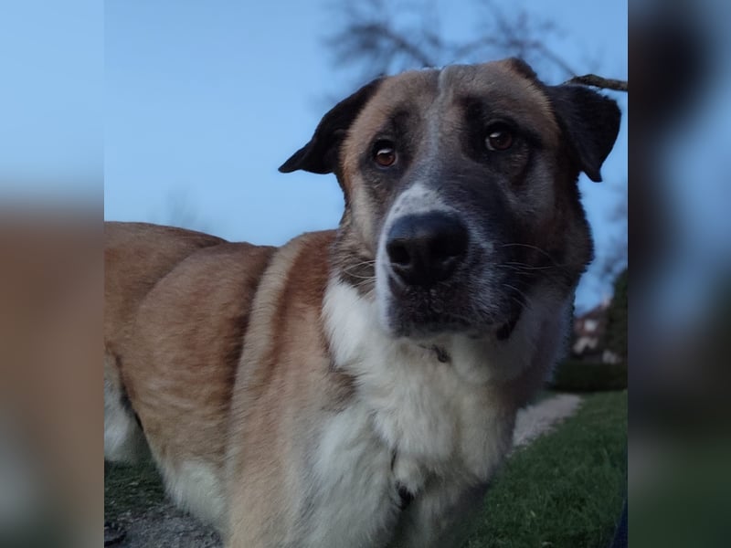 Anton – sanfter Riese sucht sein Zuhause