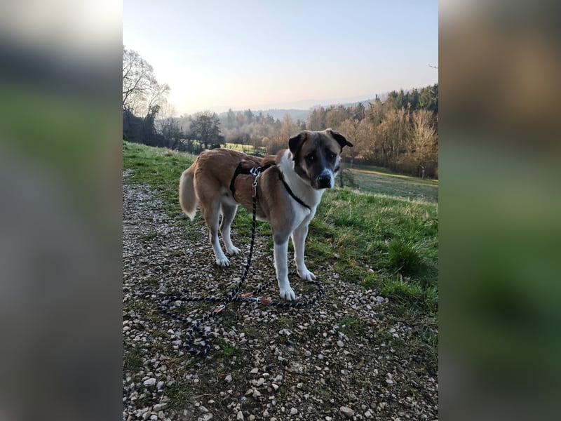 Anton – sanfter Riese sucht sein Zuhause