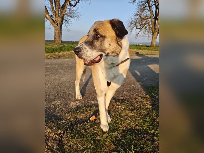 Anton – sanfter Riese sucht sein Zuhause