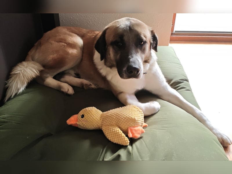 Anton – sanfter Riese sucht sein Zuhause