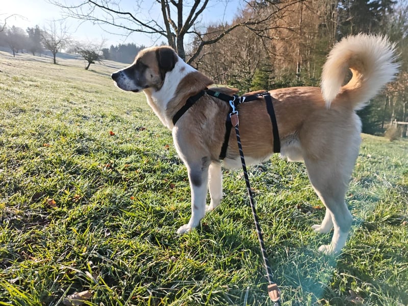 Anton – sanfter Riese sucht sein Zuhause