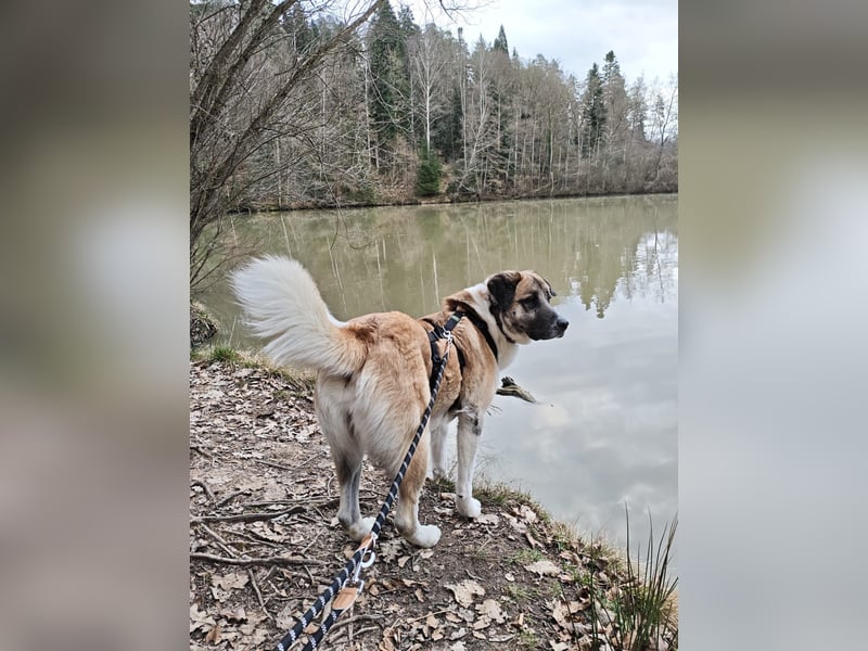 Anton – sanfter Riese sucht sein Zuhause