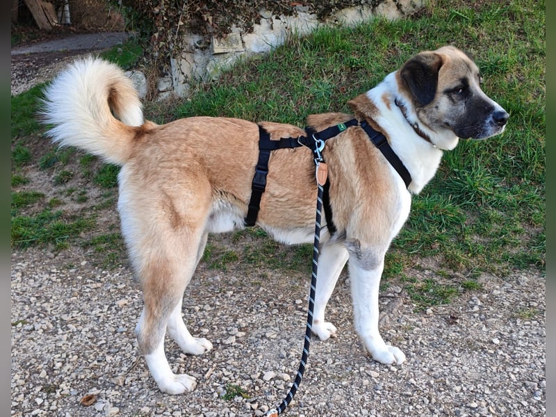 Anton – sanfter Riese sucht sein Zuhause